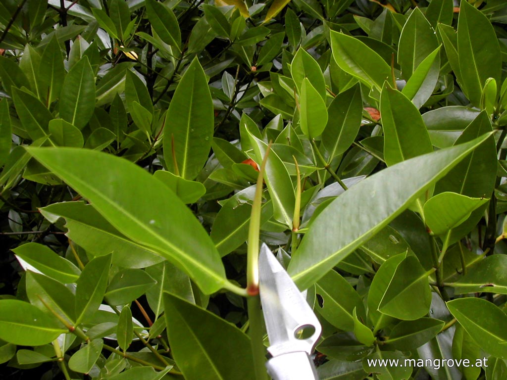 cutting mangrove